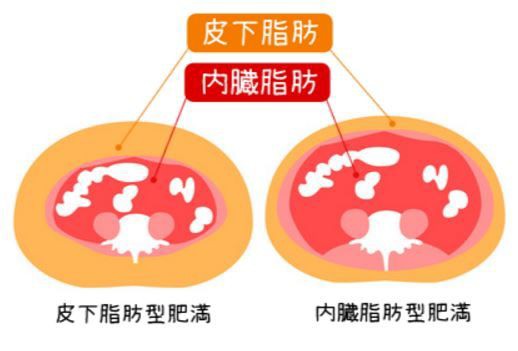 ポッコリお腹の女子 皮下脂肪や内臓脂肪を減らすには シボヘール 効果 脂肪 ウエスト 体重の３つの減るは本当