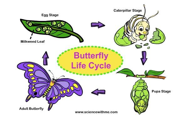 蝶の生活環 Life Cycle Of A Butterfly 英語絵本クラブ
