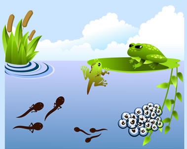 カエルの生活環 The Life Cycle Of A Frog 1 英語絵本クラブ カエルの生活環 The Life Cycle Of A Frog 1 英語絵本クラブ