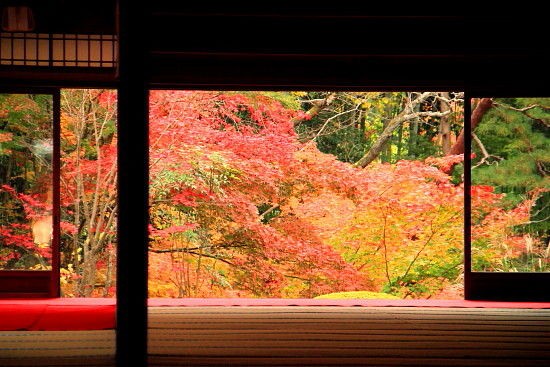 紅葉京都ひとり旅 南禅寺天授庵 カメラ大好き