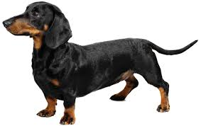 第４回 犬銃ラッスー ワンピースの世界史