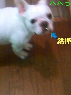 なぜ犬は綿棒が好きなのか フレブルてつさぶろうの下町日記