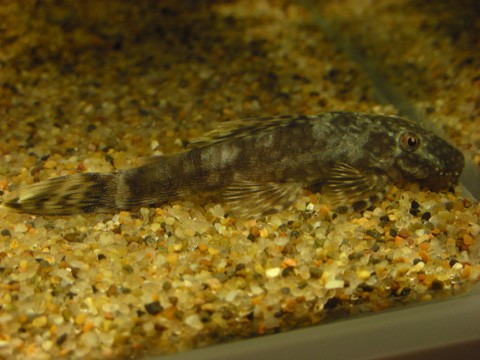 アクアリストを目指す Vol 23 X Hazard