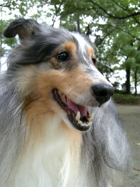神様お願いします コリーですの シェルティですの