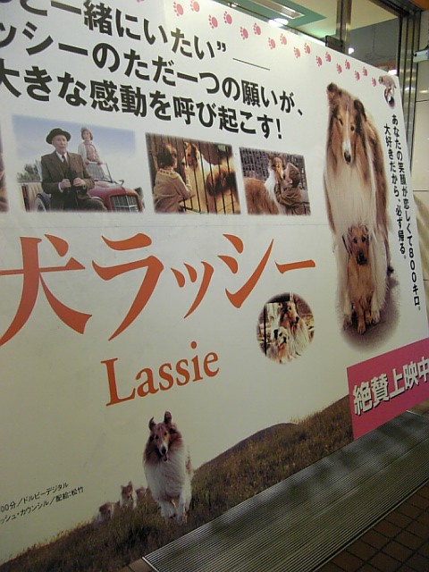 名犬ラッシー : コリーですの。シェルティですの。