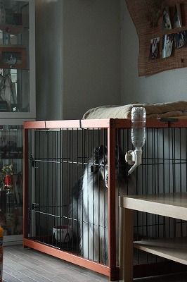 サークル事情 コリーですの シェルティですの