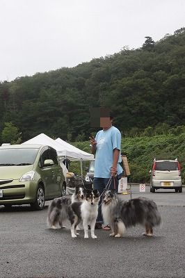 コリシェル同じ大きさ コリーですの シェルティですの