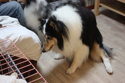 老犬すわり コリーですの シェルティですの