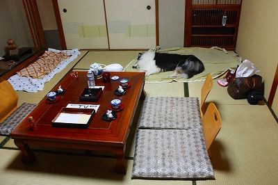 伊勢二見まつしんの思い出 コリーですの シェルティですの 伊勢二見まつしんの思い出 コリーですの シェルティですの