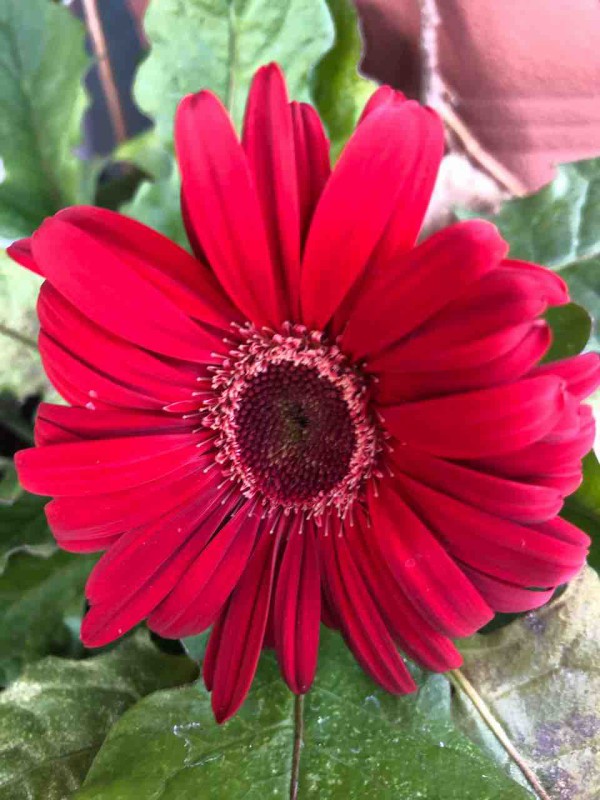 花言葉は希望 前進 大山恵美子の徒然日記