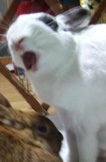あくび顔のうさぎ なんじゃらかんじゃらあるがな