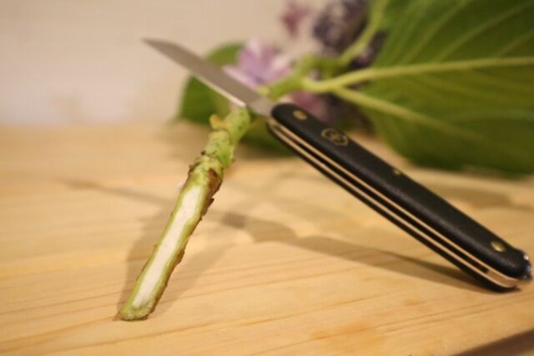 切り花 紫陽花を水揚げする方法 まぁやの花景色