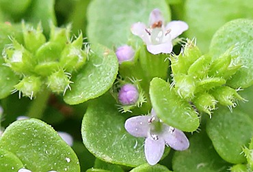 シックな大人のドライフラワー花材】ユーカリの”テトラゴナ