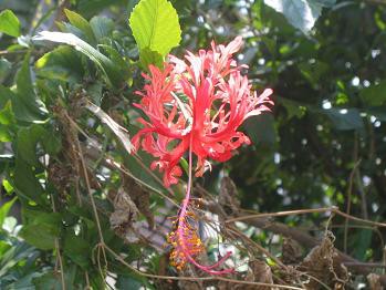 夏を感じさせるハワイ島の花 風鈴仏桑華 ハワイ島でハワイ気分 Byﾊﾜｲ情熱星空ﾂｱｰｽﾞ