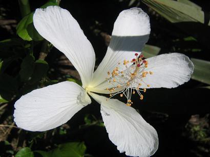 ハワイ固有種のハイビスカス コキオ ケオ ケオ に会いたい ハワイ島でハワイ気分 Byﾊﾜｲ情熱星空ﾂｱｰｽﾞ