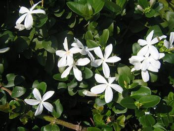 パパイヤの花と白い小花達 ハワイ島でハワイ気分 Byﾊﾜｲ情熱星空ﾂｱｰｽﾞ