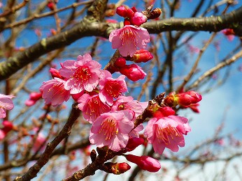 ハワイの桜・・・”ワイメア桜祭り” : ハワイ島でハワイ気分♪by