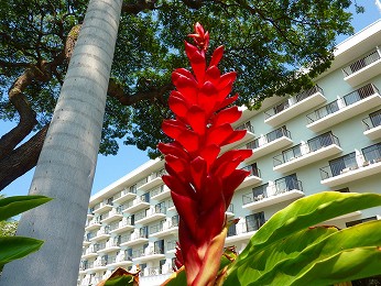 今日のハワイ島の花 レッド ジンジャー ﾟ ハワイ島でハワイ気分 Byﾊﾜｲ情熱星空ﾂｱｰｽﾞ