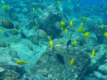 魅惑の カハルウ ビーチ の水中動画 ハワイ島でハワイ気分 Byﾊﾜｲ情熱星空ﾂｱｰｽﾞ