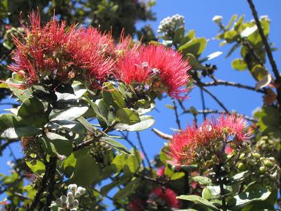 ハワイの神話パート２ オヒア レフアの伝説 ハワイ島でハワイ気分 Byﾊﾜｲ情熱星空ﾂｱｰｽﾞ