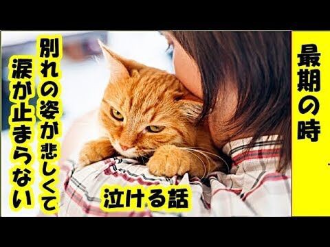 愛猫との別れが近づいたら にゃんこチャンネル