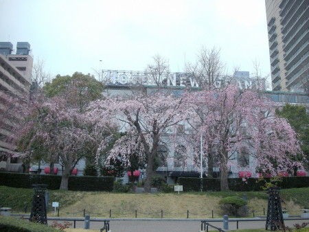 咲いたさいた桜が咲いた Enjoy Yokohama 横浜ブログ