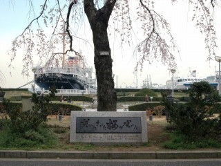 咲いたさいた桜が咲いた Enjoy Yokohama 横浜ブログ