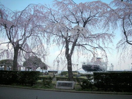 咲いたさいた桜が咲いた Enjoy Yokohama 横浜ブログ