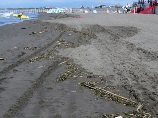 大阪海さくら 本日 明石市江井ヶ島海岸へ アマモの森に棲む生き物調査に参加しました アマモある浜と Facebook