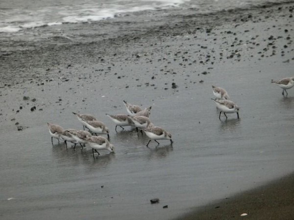 カラーとモノクロ えのしま貝散歩 カラーとモノクロ えのしま貝散歩