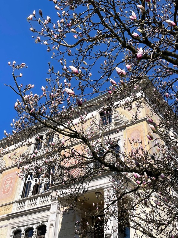 桜咲く🇨🇭 : スイスの街角から
