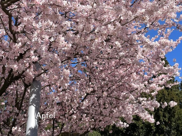 桜咲く🇨🇭 : スイスの街角から