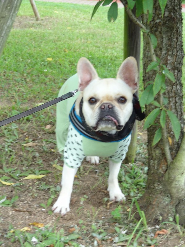 ポケモン見ぃつけた っ フレンチブルドッグまさお日記 ポケモン見ぃつけた っ フレンチブルドッグまさお日記