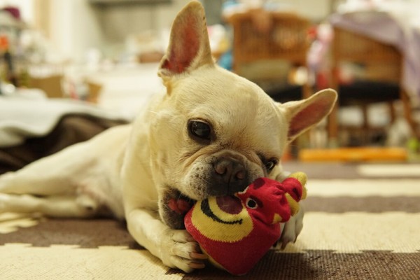 おばちゃんのおもちゃはいつもお気に入り ﾌﾚﾝﾁﾌﾞﾙﾄﾞｯｸﾞまさお日記