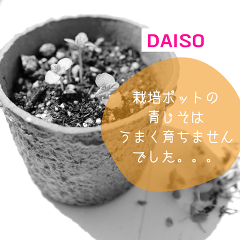 ダイソー 一応収穫できたけど 栽培ポット の青しそは収穫できなかった えりゐのｅｖｅｒｙ ｄｉａｒｙ Powered By ライブドアブログ