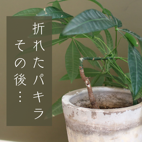 あの植物どうなった？？折れてしまった「パキラ」その後… : えりゐのＥｖｅＲｙ ｄｉａＲｙ Powered by ライブドアブログ