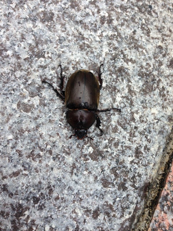 カブトムシ見っけ それよりも らりるれ るなちゃんず カブトムシ見っけ それよりも らりるれ るなちゃんず