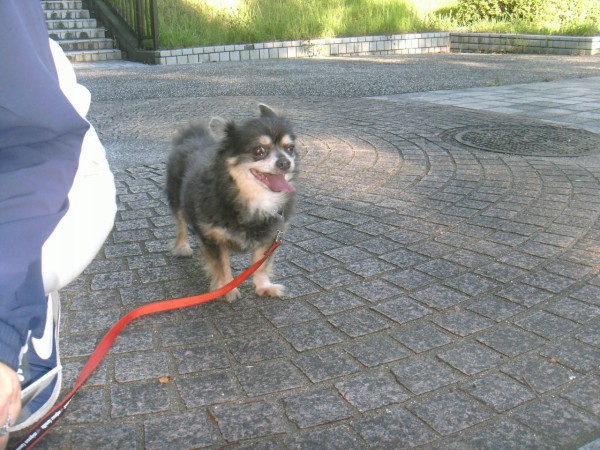 東日本大震災の被災犬チョッパーくんヽ ゝc ｏ ﾉ ﾟ ｮﾛｼｸjyo らりるれ るなちゃんず