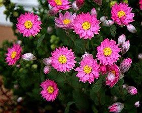オッはよーございます Erizabesu Roseのblog
