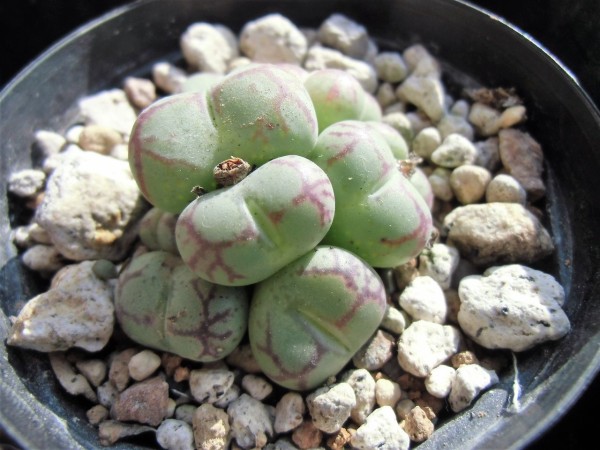 Conophytum YAEGAKIHIME 八重垣姫 ヤエガキヒメ : ペットのことなども