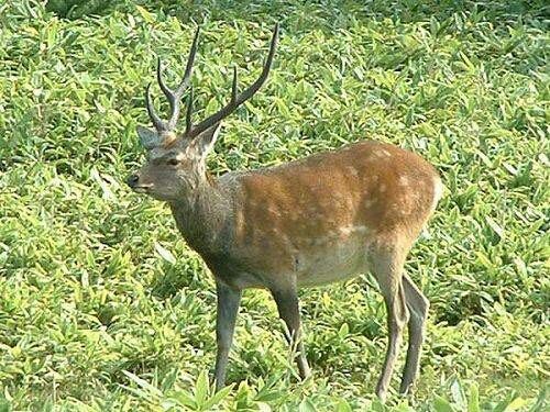 中国人観光客 奈良公園の鹿に乗っかる ビニール袋を食べさせる 角を