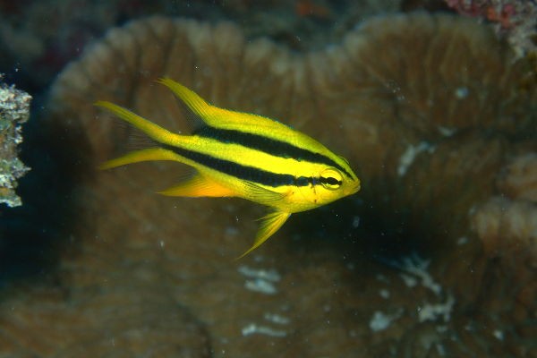久米島 ダイビング 虎の威を借る魚 久米島ダイビングブログ