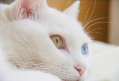 記事 オッドアイの猫は幸運を招く 左右の目の色が違う猫の秘密とは Ettomio ニュース斜め読み