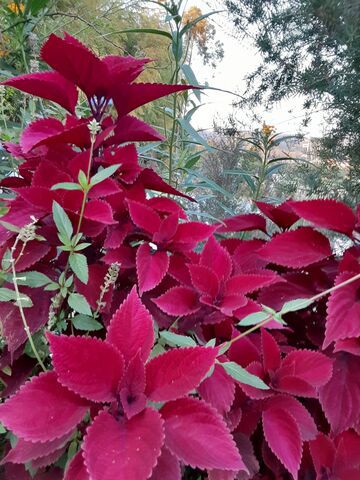 忙しい一日でしたが 何とか出来ました ユーカリットの庭