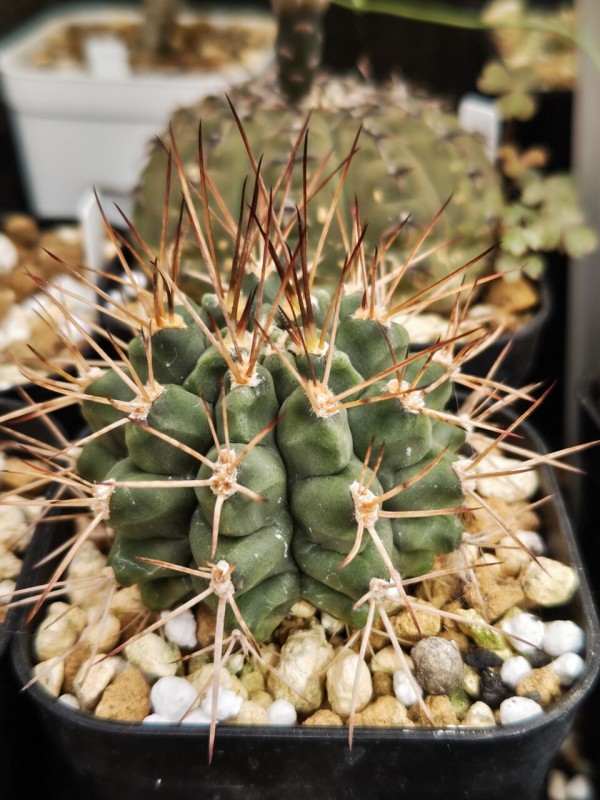 ユーフォルビア　サピニー　塊根植物　サボテン　実生 I-19塊根植物 サボテン多肉植物 実生 Euphorbia sapinii
