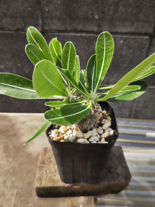 ユーフォルビア　カンダレンシス　多肉植物　サボテン　パキポディウム ユーフォルビア カンダレンシス 多肉植物 サボテン パキポディウム