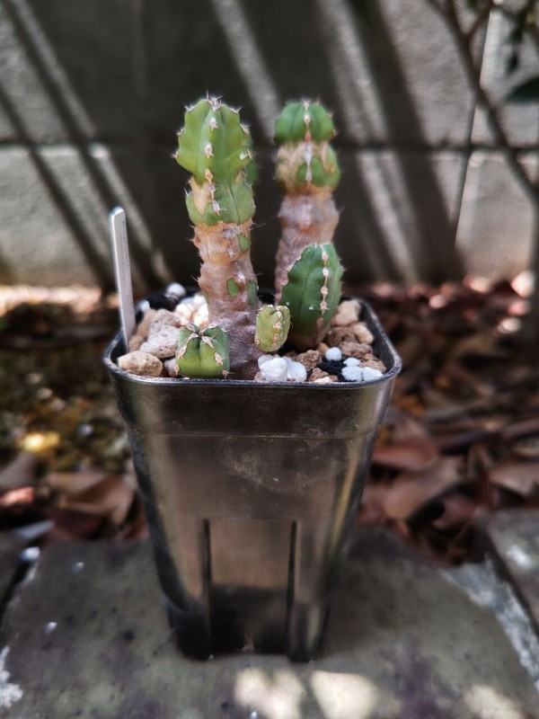碧いタコモノ　倶梨伽羅玉 ユーフォルビア クラッシペスMsize【実生苗】 isla del pescado - Euphorbia crassipes-倶梨伽羅玉