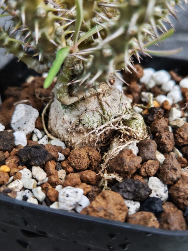 本日の多肉植物58(2024年8月6日) : ユーフォルビア・オベサ