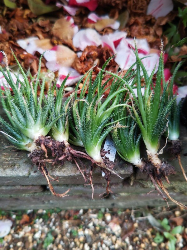 多肉植物の植え替え⑯(2025年5月) : ユーフォルビア・オベサ・ドットコム