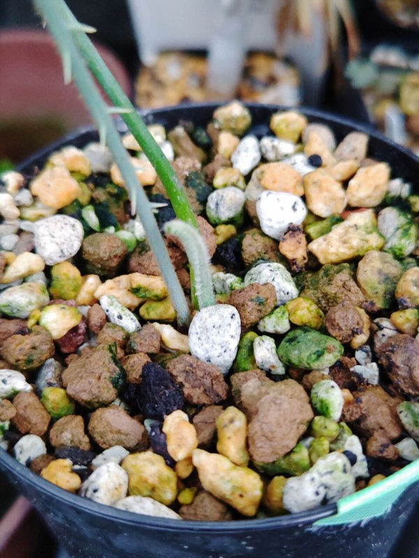 その他多肉植物 mm Amazon｜多肉植物 sbセダム カメレオン錦 多肉植物 セダム 7.5cm